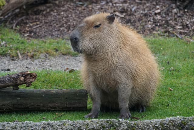 /animales/capibara.jpg