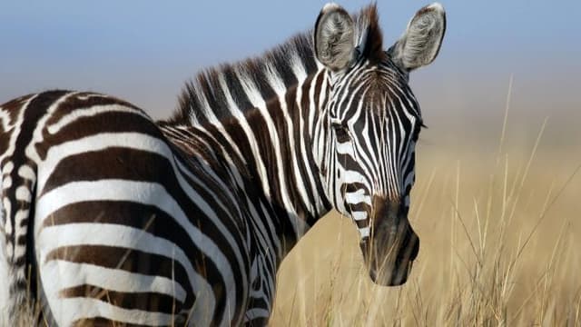 /animales/zebra.jpg