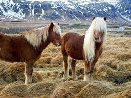 /caballo/Caballo islandés.jpeg