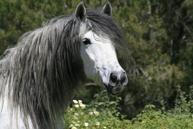 /caballo/Caballo-andaluz.jpg