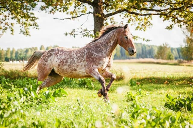 /caballo/Caballo-appaloosa.jpg