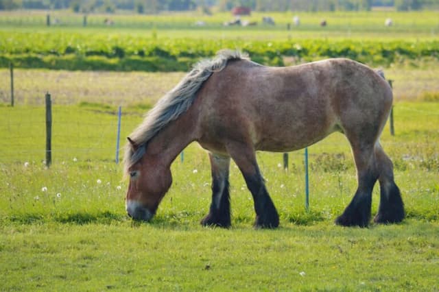 /caballo/Caballo-belga-de-tiro-brabante.jpeg