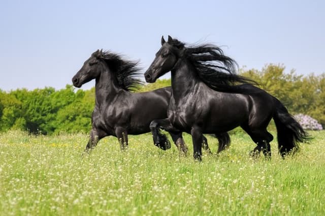 /caballo/Caballo-frison.jpg