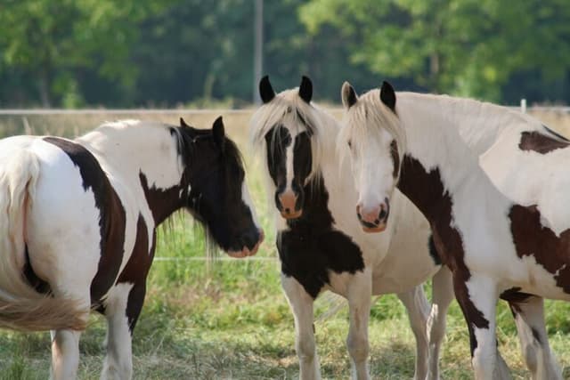 /caballo/Gypsy-vanner.jpeg