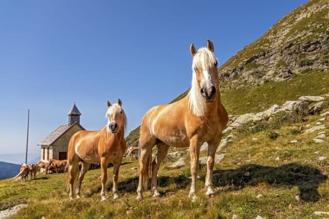 /caballo/Haflinger.jpeg