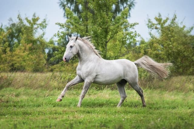 /caballo/Lipizzaner.jpg