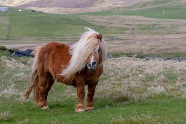 /caballo/Poni-de-las-Shetland.jpeg