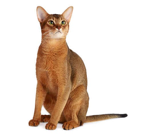 /gatos/CAT HERO_0000_Abyssinian.jpg