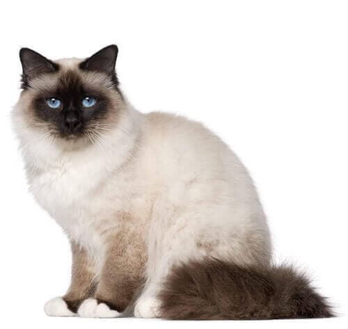 /gatos/CAT HERO_0003_Birman.jpg