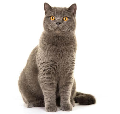 /gatos/CAT HERO_0004_British_shorthair.jpg