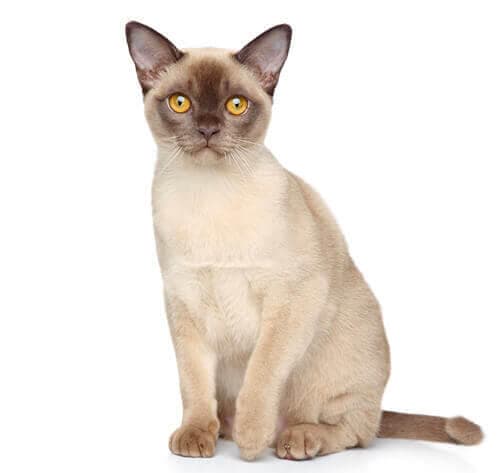 /gatos/CAT HERO_0005_Burmese.jpg