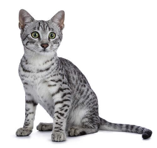 /gatos/CAT HERO_0009_Egyptian_mau.jpg