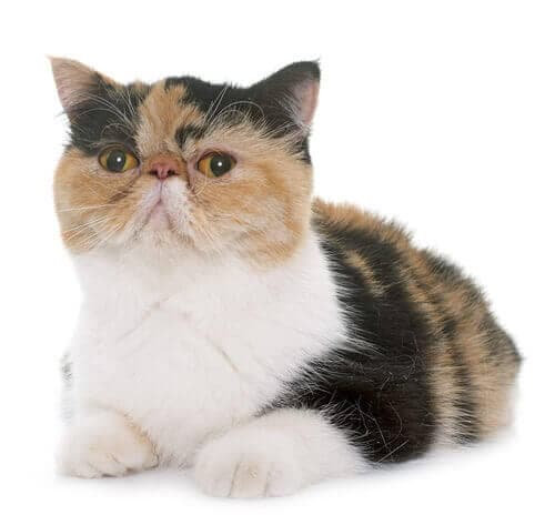 /gatos/CAT HERO_0010_Exotic_shorthair.jpg