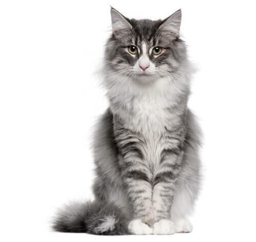 /gatos/CAT HERO_0013_Norwegian_forest.jpg