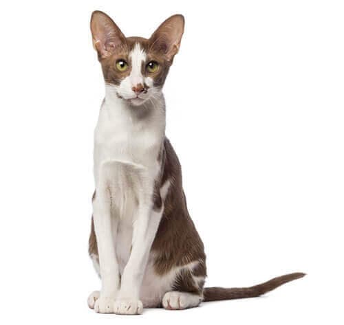 /gatos/CAT HERO_0016_Oriental_shorthair.jpg