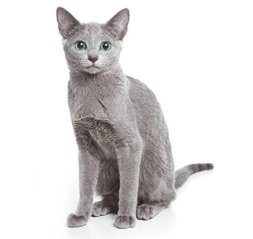 /gatos/CAT HERO_0020_Russian_blue.jpg