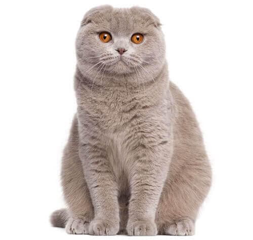 /gatos/CAT HERO_0021_Scottish_fold.jpg