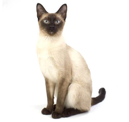 /gatos/CAT HERO_0023_Siamese.jpg