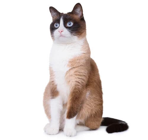 /gatos/CAT HERO_0024_Snowshoe.jpg