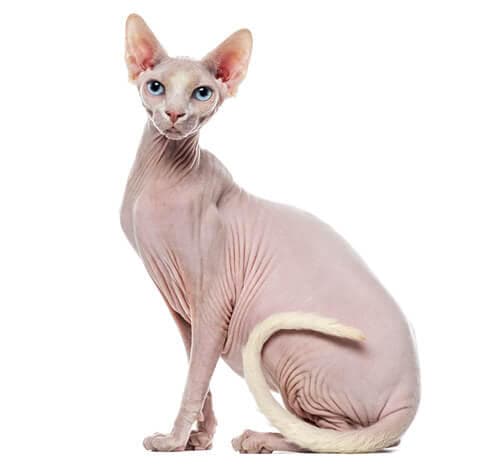 /gatos/CAT HERO_0026_Sphynx.jpg