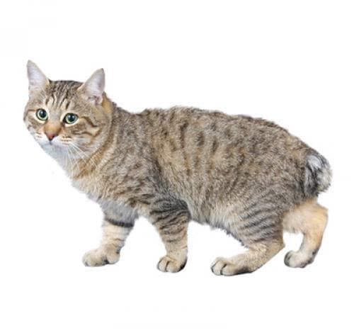 /gatos/cat_japanese_bobtail_long_hair.jpg