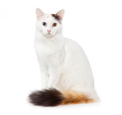 /gatos/cat_turkish_van.jpg