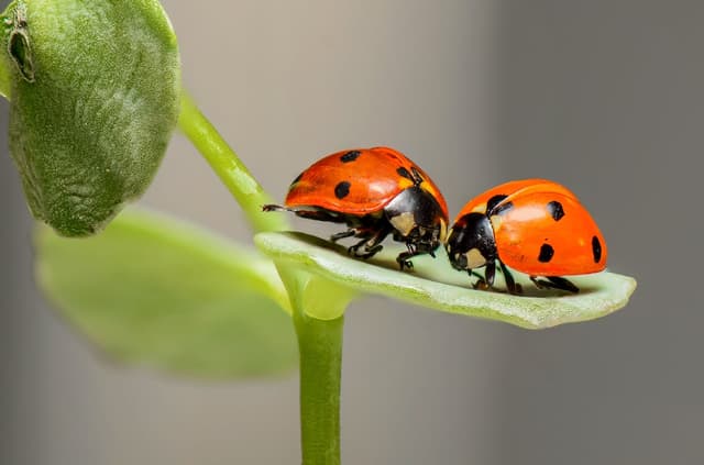 /insectos/ladybugs-ladybirds-bugs-insects-144243.jpeg