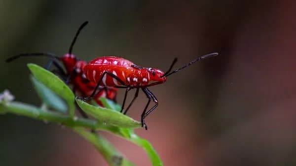 /insectos/pexels-photo-6722951.webp