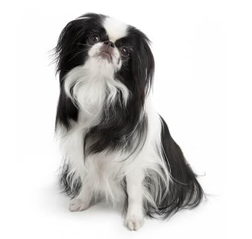 /perros/BREED Hero Japanese Chin.jpg