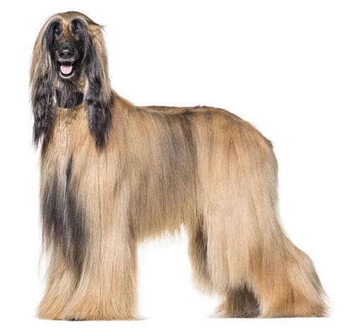 /perros/BREED Hero_0000_afghan_hound_0.jpg