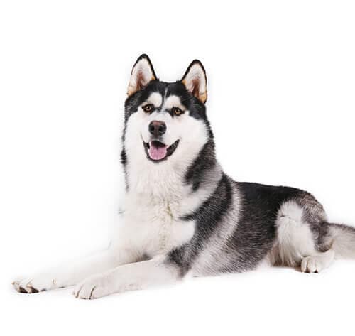 /perros/BREED Hero_0002_alaskan_malamute_0.jpg