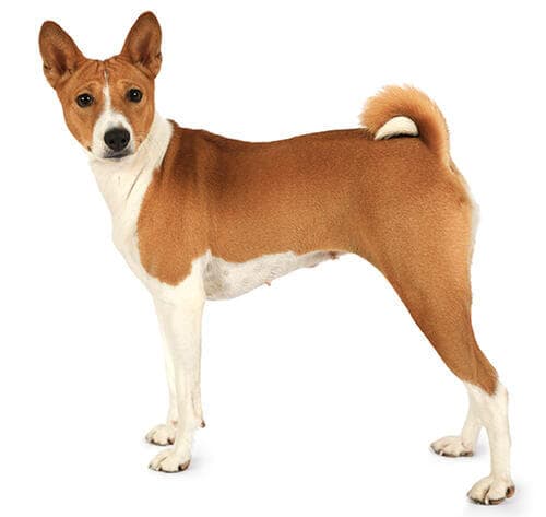 /perros/BREED Hero_0006_basenji_0.jpg