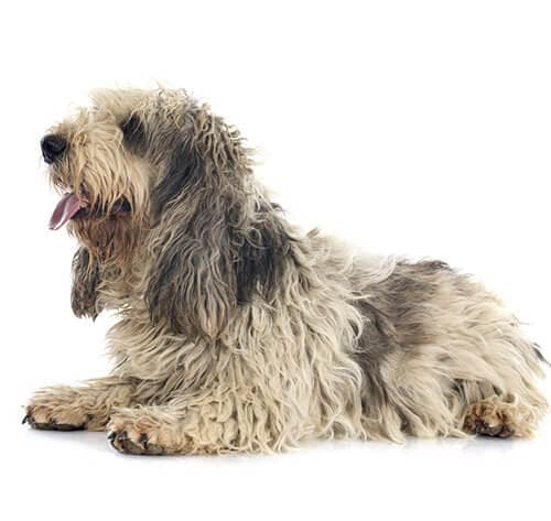 /perros/BREED Hero_0007_basset_griffon_vendeen_grande_0.jpg