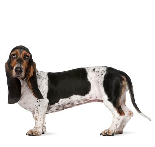 /perros/BREED Hero_0008_basset_hound_0.jpg