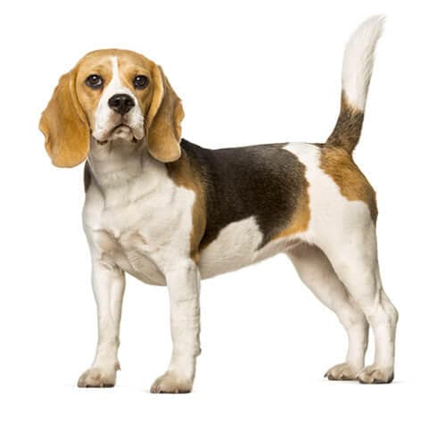 /perros/BREED Hero_0009_beagle_0.jpg