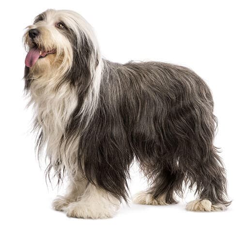 /perros/BREED Hero_0010_bearded_collie_0.jpg