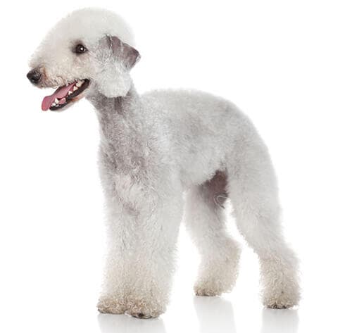 /perros/BREED Hero_0011_bedlington_terrier_0.jpg