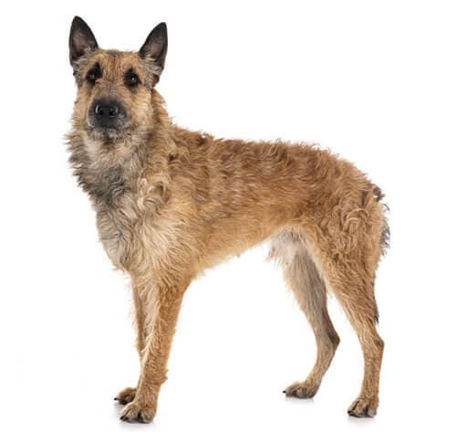 /perros/BREED Hero_0012_belgian_shepherd_lakenois_0.jpg