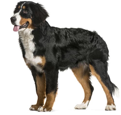 /perros/BREED Hero_0015_bernese_mountain_dog.jpg