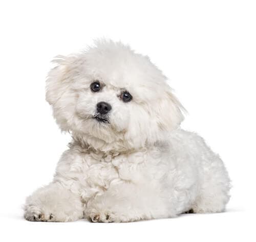 /perros/BREED Hero_0016_bichon_frise.jpg