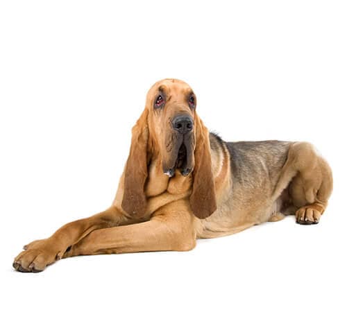 /perros/BREED Hero_0017_bloodhound.jpg