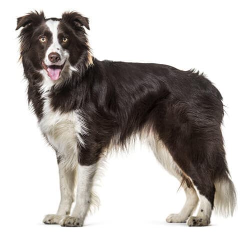 /perros/BREED Hero_0018_border_collie.jpg