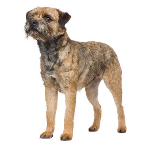 /perros/BREED Hero_0019_border_terrier.jpg