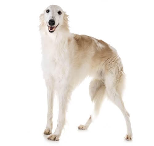 /perros/BREED Hero_0020_borzoi.jpg