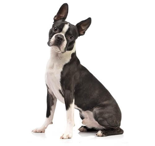 /perros/BREED Hero_0021_boston_terrier.jpg