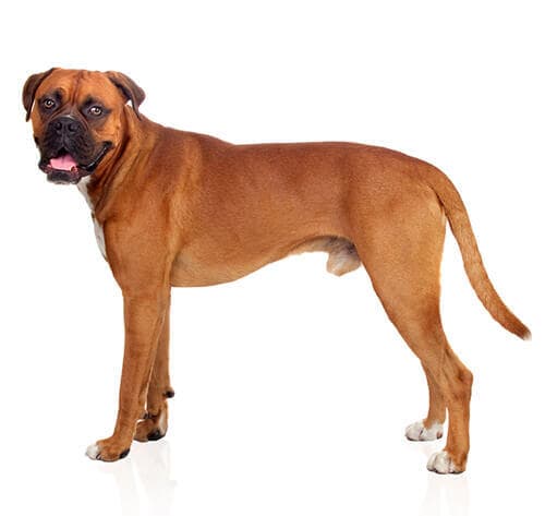 /perros/BREED Hero_0023_boxer.jpg