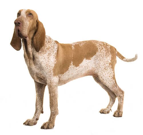 /perros/BREED Hero_0024_bracco_italiano.jpg