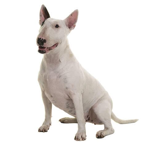 /perros/BREED Hero_0027_bull_terrier.jpg