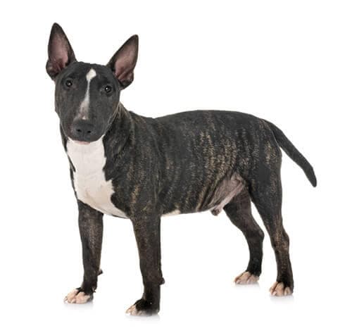 /perros/BREED Hero_0028_bull_terrier_miniature.jpg