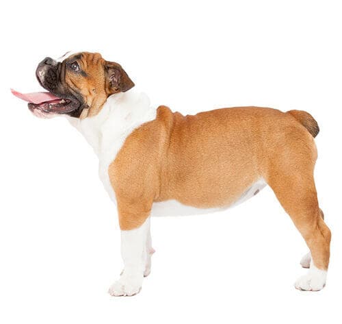 /perros/BREED Hero_0029_Bulldog.jpg